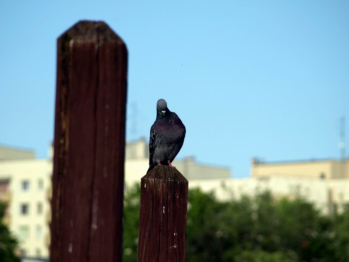 P5304649.JPG