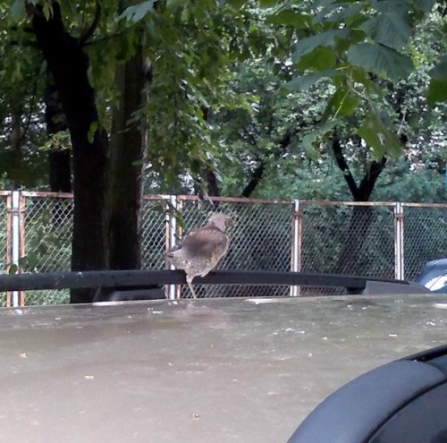 Resize of 20110704025.jpg