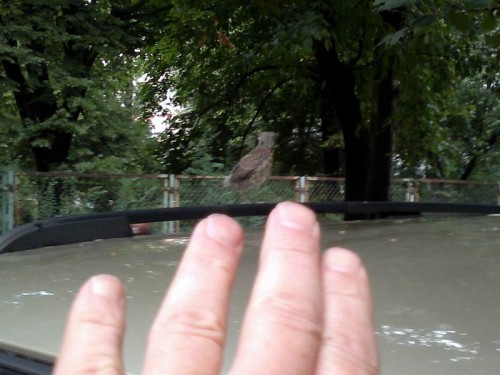 Resize of 20110704023.jpg