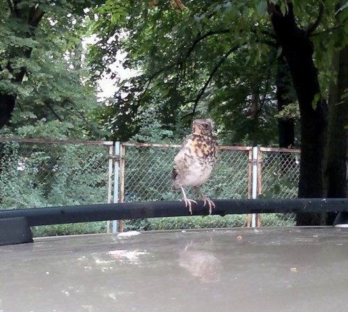 Resize of 20110704021.jpg