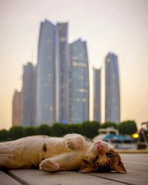 kota_dubaj.jpg