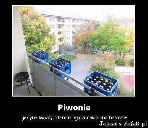 piwonia.jpg