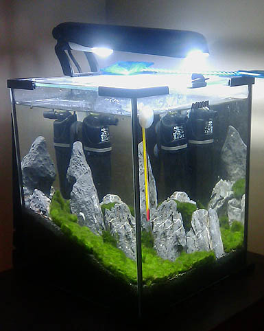 krewetkarium02.jpg