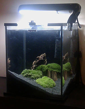 krewetkarium01.jpg